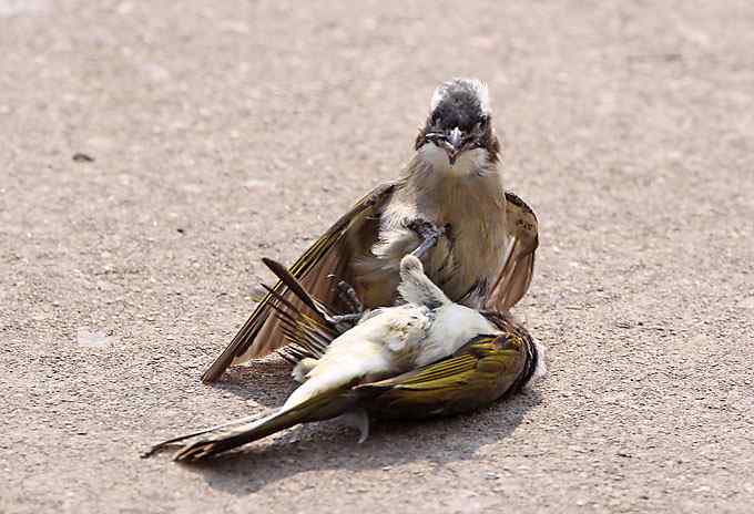 两只小鸟上演“马路凶杀案”