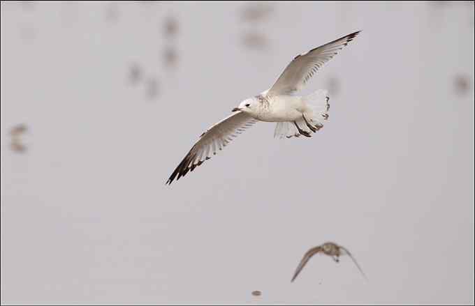 遗鸥，国家一级保护！