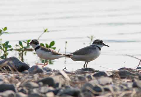 金眶鸻和长嘴剑鸻