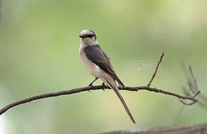 在世俗与自然之间穿行