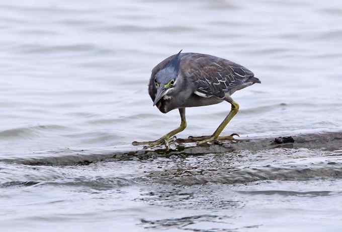 绿鹭,专心致志的渔夫 绿鹭,专心致志的渔夫