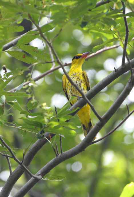 在世俗与自然之间穿行