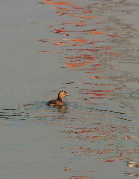 小鸊鷉徜徉在夕阳的影子中