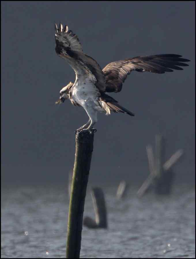 卫星信号显示还有白鹤在杭州湾！