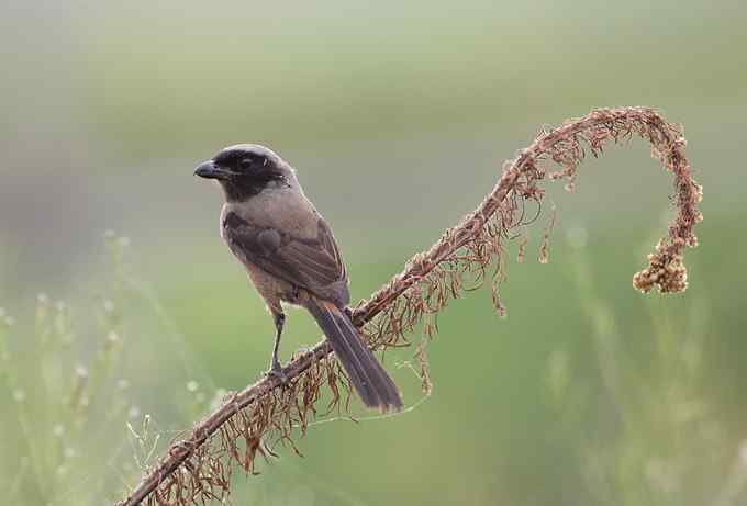 菜鸟，全是菜鸟
