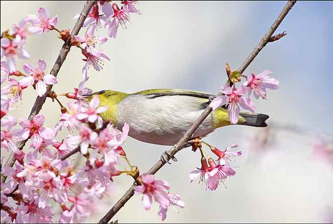 暗绿绣眼鸟与樱花的香吻
