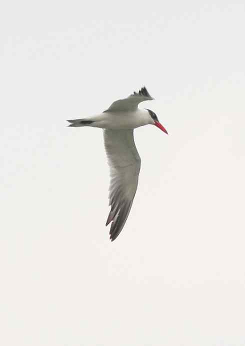 大山雀拍鸟突破200种啦！