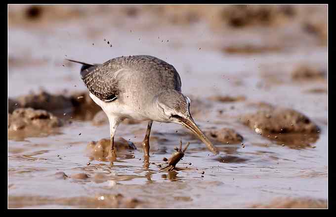 灰尾飘鹬吃螃蟹