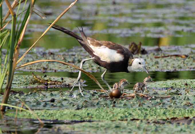 水雉 水凤凰的故事