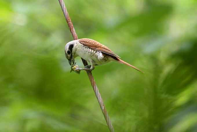 白冠长尾雉及其他——董寨拍鸟系列之三
