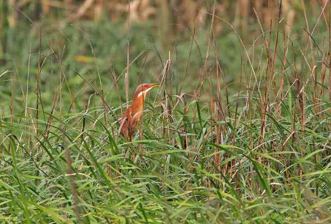 黄苇鳽飞过芦苇荡