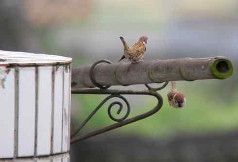 同在屋檐下的一对麻雀其乐融融