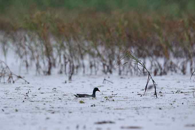 一只翠鸟站在台风“莫拉克”带来的风雨中