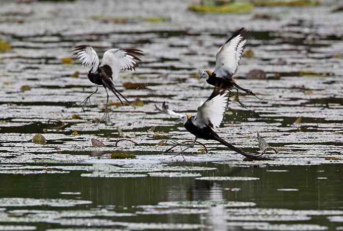 水雉 水凤凰的故事