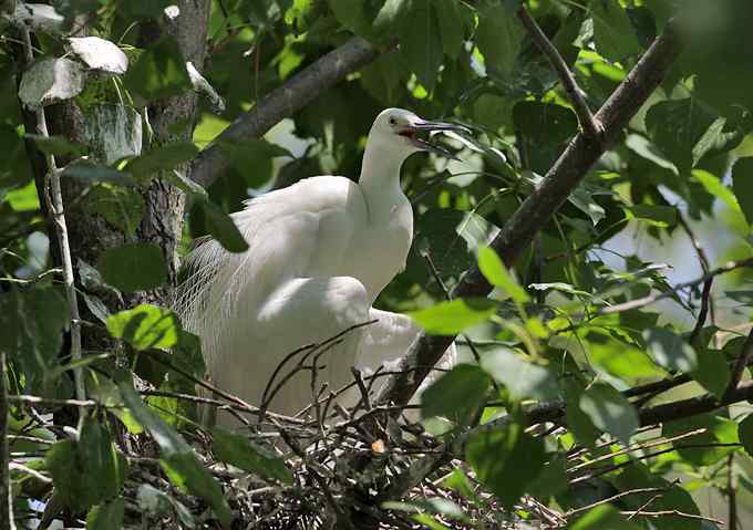 宁波大学拍鸟记