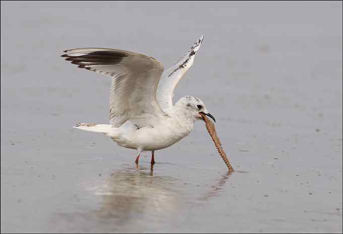 吃沙蚕的黑嘴鸥：我扯我扯，我扯扯扯！