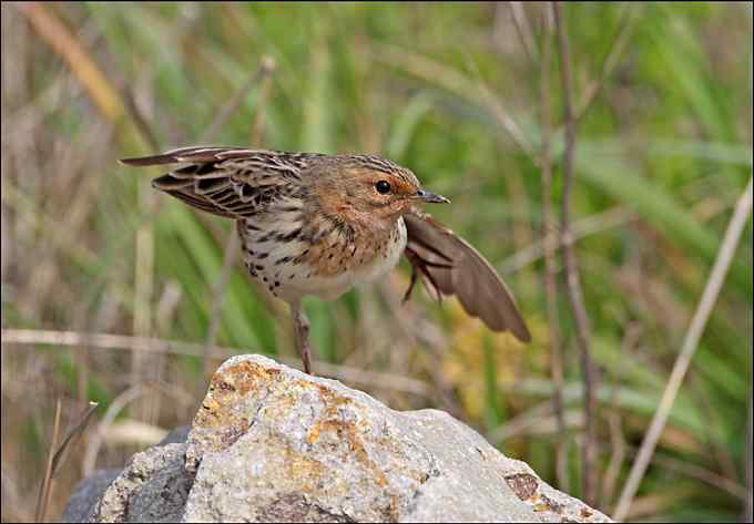 迁徙的季节又来了 红喉鹨