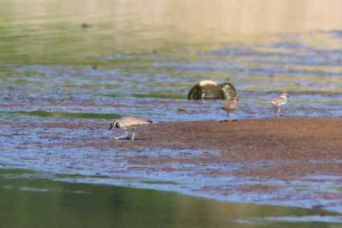 鸟人大山雀的“风采”