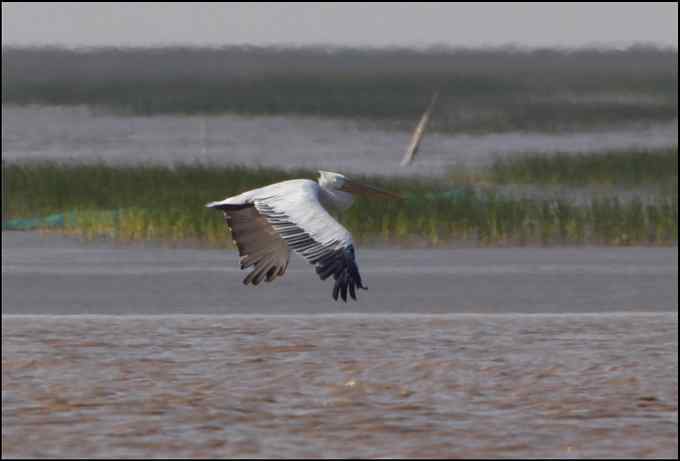 惊鸿一瞬间 东方白鹳！