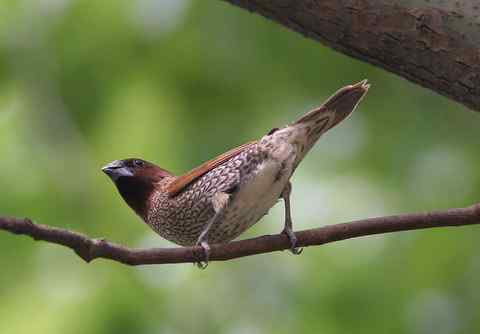 斑文鸟吃的竟是狗屎！