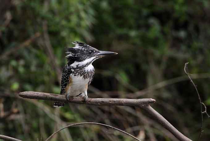 鱼狗与蜂虎——董寨拍鸟系列之二