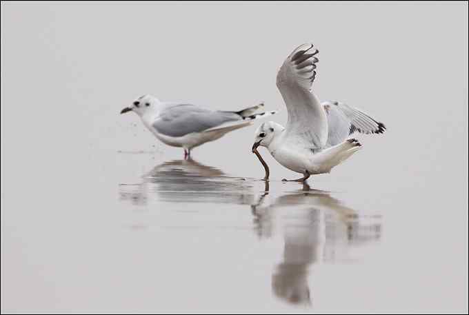 吃沙蚕的黑嘴鸥：我扯我扯，我扯扯扯！