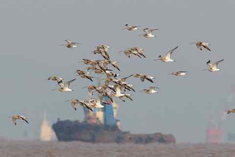 白腰杓鹬，今天的新鸟种