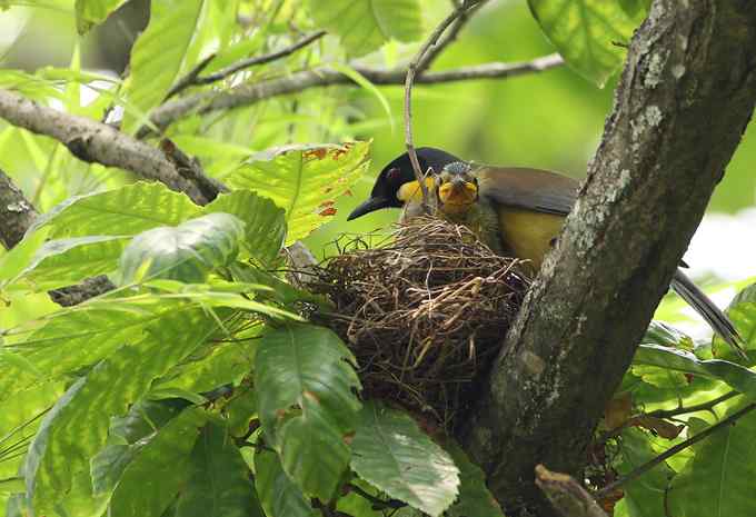 靛冠噪鹛——婺源拍鸟系列之二