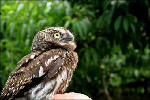 折翅的斑头鸺鹠