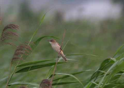 东方大苇莺，太难拍了