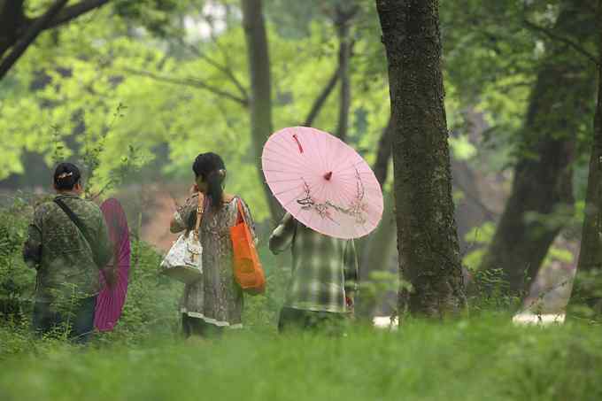 靛冠噪鹛——婺源拍鸟系列之二