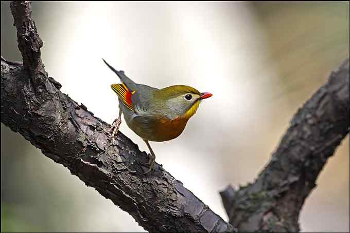 暗绿绣眼鸟与樱花的香吻
