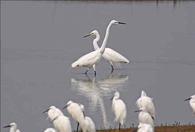 鸟越来越难拍了
