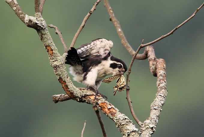 白腿小隼——婺源拍鸟系列之一