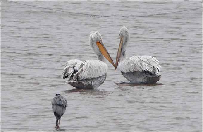我与鹈鹕有个约会