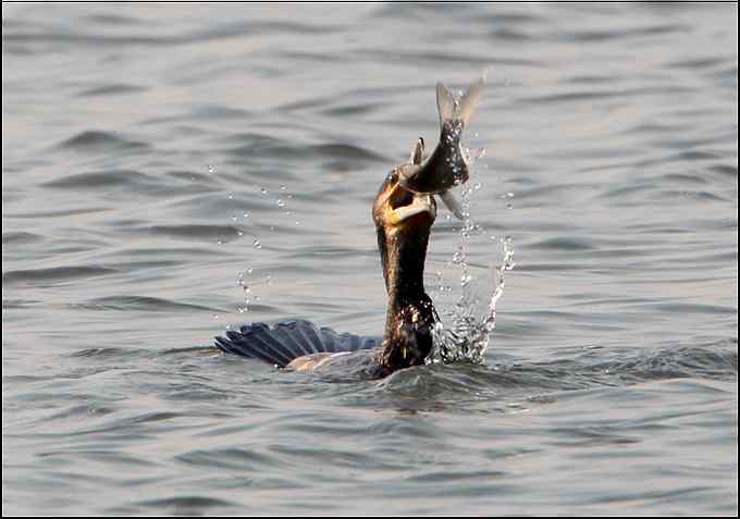 鸬鹚，善于潜水捕鱼