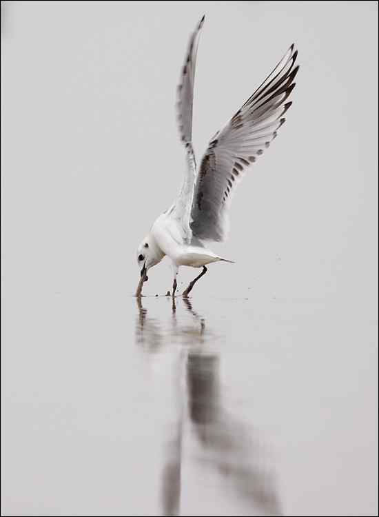 吃沙蚕的黑嘴鸥：我扯我扯，我扯扯扯！