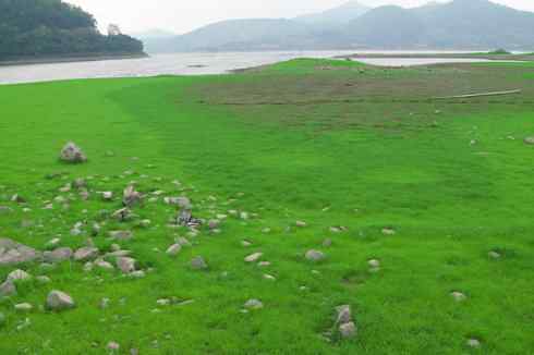 灰头麦鸡，又是 “全球性近危”！