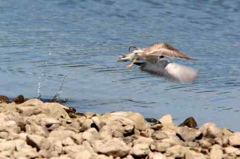 鸟人大山雀的“风采”