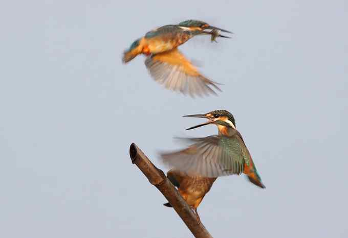 小翠鸟争鱼 摄影师拍鸟最富戏剧性的一瞬间