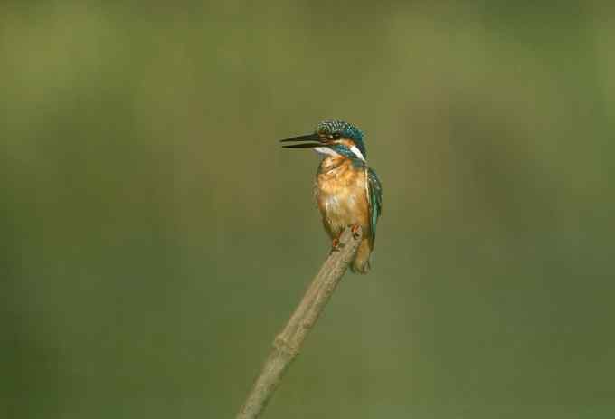 小小翠鸟，哥俩好，真可爱