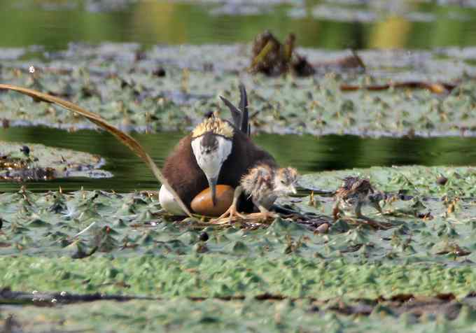 水雉 水凤凰的故事