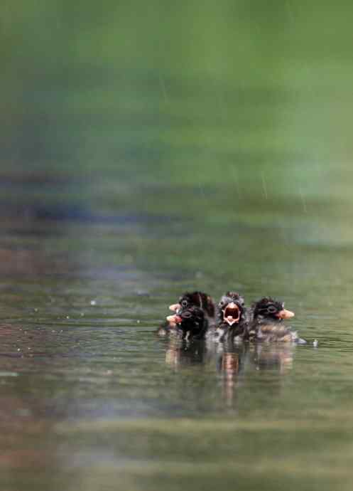 小鸊鷉一家的幸福生活