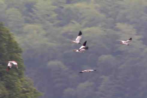 灰头麦鸡，又是 “全球性近危”！