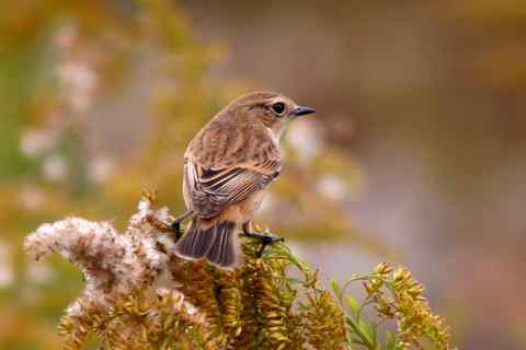 鵖冠鸲戴 黑喉石鵖被认成北红尾鸲