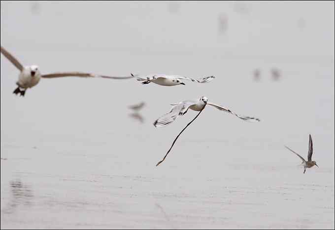 吃沙蚕的黑嘴鸥：我扯我扯，我扯扯扯！