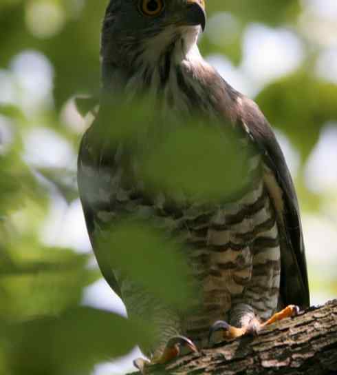死死地瞪着我的凤头鹰，狭路相逢！