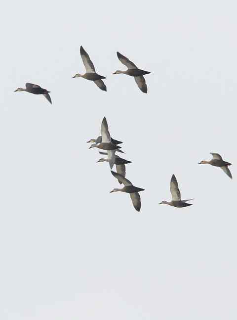 海塘成工地，大群的白腰杓鹬