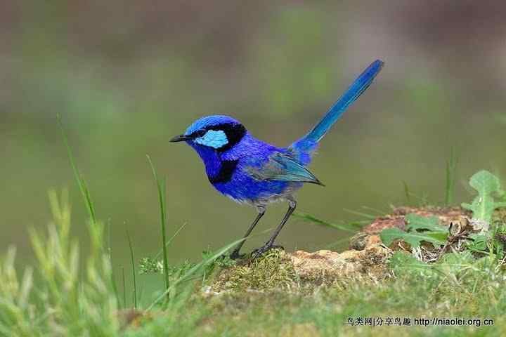 五彩缤纷的鸟类——蓝湛湛