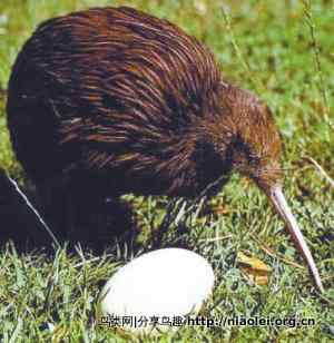 新西兰政府采取果断行动